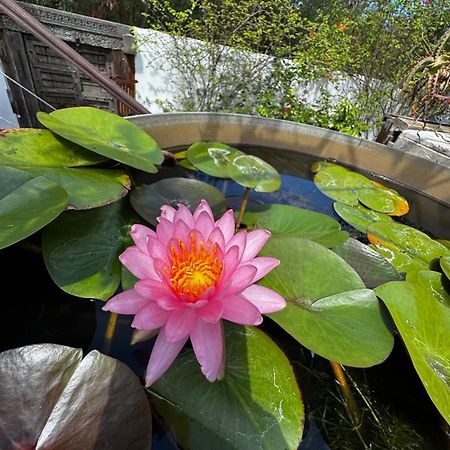 Ravine des Cabris Lotus Garden - Ile De La Reunionヴィラ エクステリア 写真